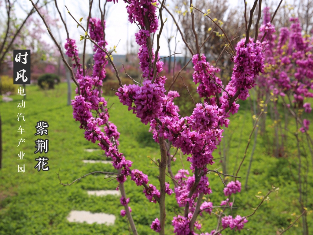 jxf吉祥坊电动产业园紫；